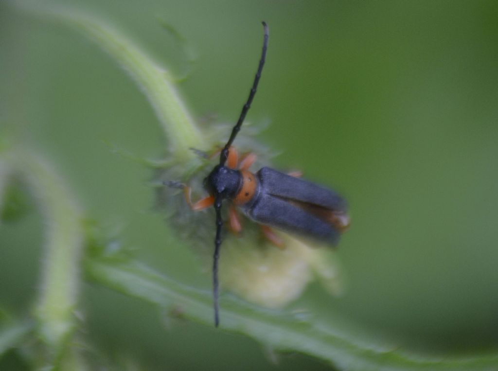 Cerambycidae:  Musaria affinis?  S !